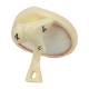 Nasco MG29981 Ear Model, 3x Enlarged, 3 Parts, Detached Tympanic Membrane and Ossicles, Back View