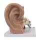 Nasco MG29981 Ear Model, 3x Enlarged, 3 Parts, Left Side View