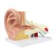 Nasco MG29981 Ear Model, 3x Enlarged, 3 Parts, Right Side View