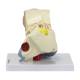 Nasco MG29981 Ear Model, 3x Enlarged, 3 Parts, Right Side View