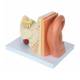 Nasco MG29982 Ear Model, 3x Enlarged, 5 Parts, Back Right View