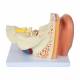 Nasco MG29982 Ear Model, 3x Enlarged, 5 Parts, Back View