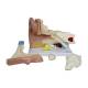 Nasco MG29982 Ear Model, 3x Enlarged, 5 Parts, Fully Disassembled View