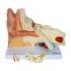 Nasco MG29982 Ear Model, 3x Enlarged, 5 Parts, Front View Partial Disassembled View