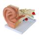 Nasco MG29982 Ear Model, 3x Enlarged, 5 Parts, Right Angle View