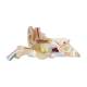 Nasco MG29983 Ear Model, 3x Enlarged, 6 Parts, Front Disassembled View