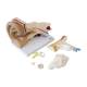 Nasco MG29983 Ear Model, 3x Enlarged, 6 Parts, Right Angle Fully Disassembled View