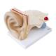 Nasco MG29983 Ear Model, 3x Enlarged, 6 Parts, Top Right Angle View