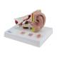 Nasco MG29985 Ear with Pathology Model, 1.5x Enlarged, Left Angle View