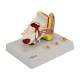 Nasco MG29985 Ear with Pathology Model, 1.5x Enlarged, Right Angle View