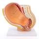 Nasco MG30131 Pelvis with Pregnancy Model, 2 Parts - Angle 3