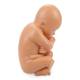 Nasco MG30131 Pelvis with Pregnancy Model, 2 Parts - Angle 4