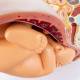 Nasco MG30131 Pelvis with Pregnancy Model, 2 Parts - Angle 6