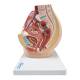 Nasco MG30133 Pelvis with 8-Week Embryo Model, 3 Parts - Angle 1