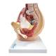 Nasco MG30133 Pelvis with 8-Week Embryo Model, 3 Parts - Angle 2