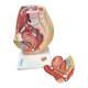 Nasco MG30133 Pelvis with 8-Week Embryo Model, 3 Parts - Angle 3
