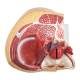 Nasco MG30133 Pelvis with 8-Week Embryo Model, 3 Parts - Angle 4