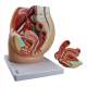Nasco MG30135 Female Pelvis with Internal Organs Model, 3 Parts - Disassembled
