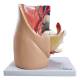 Nasco MG30135 Female Pelvis with Internal Organs Model, 3 Parts - Front View