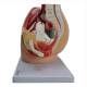 Nasco MG30135 Female Pelvis with Internal Organs Model, 3 Parts - Side View