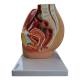 Nasco MG30135 Female Pelvis with Internal Organs Model, 3 Parts - Side View with 1 Part Detached