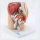 Nasco MG30139 Male Pelvis Model, Midsagittal Section, 4 Parts