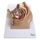 Nasco MG30140 Male Pelvis Model, Midsection, 4 Parts - Front View 2