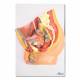 Nasco MG30140 Male Pelvis Model, Midsection, 4 Parts - Front View 1
