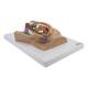Nasco MG30140 Male Pelvis Model, Midsection, 4 Parts - Right Angle