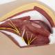 Nasco MG30415 Male Perineum Model, Close-up View