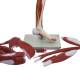 Nasco MG30417 Leg Muscle Model, Detachable, 13 Parts - Disassembled