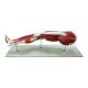 Nasco MG30418 Leg Muscle Model, Detachable, 23 Parts - Back View