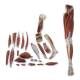 Nasco MG30418 Leg Muscle Model, Detachable, 23 Parts - Disassembled