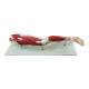 Nasco MG30418 Leg Muscle Model, Detachable, 23 Parts - Front View