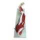 Nasco MG30418 Leg Muscle Model, Detachable, 23 Parts - Top View