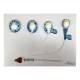 Nasco MG30750 Spermatogenesis Evolution Process Model, 10,000x Enlarged