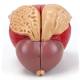 Nasco MG30753 Prostate Model, 3x Enlarged, 2 Parts - Back View