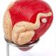 Nasco MG30753 Prostate Model, 3x Enlarged, 2 Parts - Close-Up