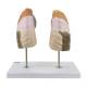 Nasco MG30886 Segmented Lung Model, Back View