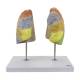 Nasco MG30886 Segmented Lung Model, Front View