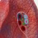 Nasco MG30887 Lung Model, 2-Part, Hilum Detailed View