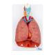 Nasco MG30888 Lung Model with Larynx, 7-Part