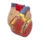 Nasco MG30888 Lung Model with Larynx, 7-Part, Removable Heart