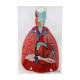 Nasco MG30888 Lung Model with Larynx, 7-Part, Internal Cross-Section View
