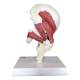 Nasco MG30900 Hip Joint with Muscles Model - Back View