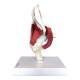 Nasco MG30900 Hip Joint with Muscles Model - Left Side