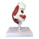 Nasco MG30900 Hip Joint with Muscles Model - Right Side