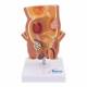 Nasco MG31005 Hemorrhoids Model, 5x Enlarged - Front View