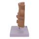 Nasco MG31005 Hemorrhoids Model, 5x Enlarged - Side View