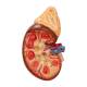 Nasco MG31016 Kidney with Adrenal Gland Model, 1.5x Enlarged, 2 Parts - Close-up Detailed View